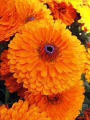 CALENDULA OFFICINALIS ARANCIO BRILLANTE GR.25 - Foto 2